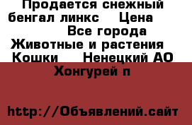 Продается снежный бенгал(линкс) › Цена ­ 25 000 - Все города Животные и растения » Кошки   . Ненецкий АО,Хонгурей п.